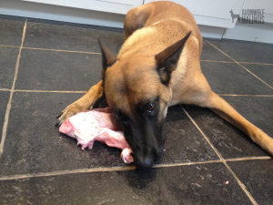 Malinois chewing on a turkey leg (BARF Diet)