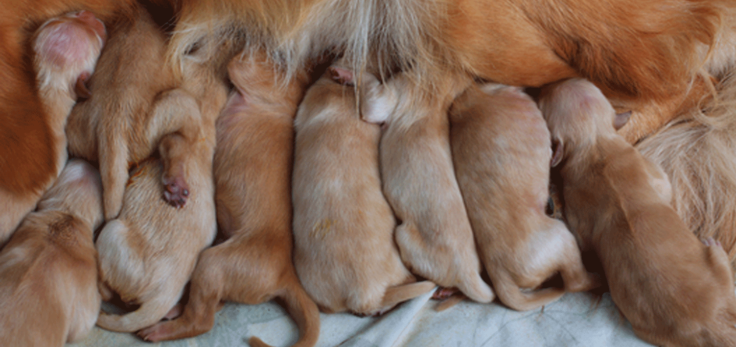 Newborn Puppies (Right) After Delivery 