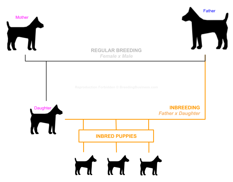 Inbreeding Definition What It Means In Dog Breeding