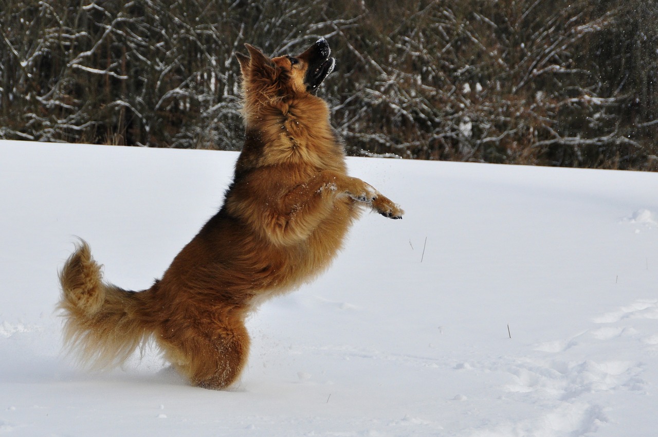 Dog Playing In The Snow