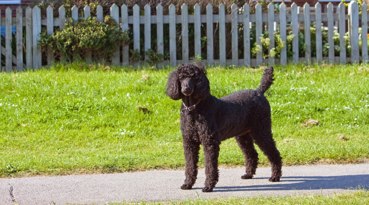 Hypoallergenic Black Poodle Dog