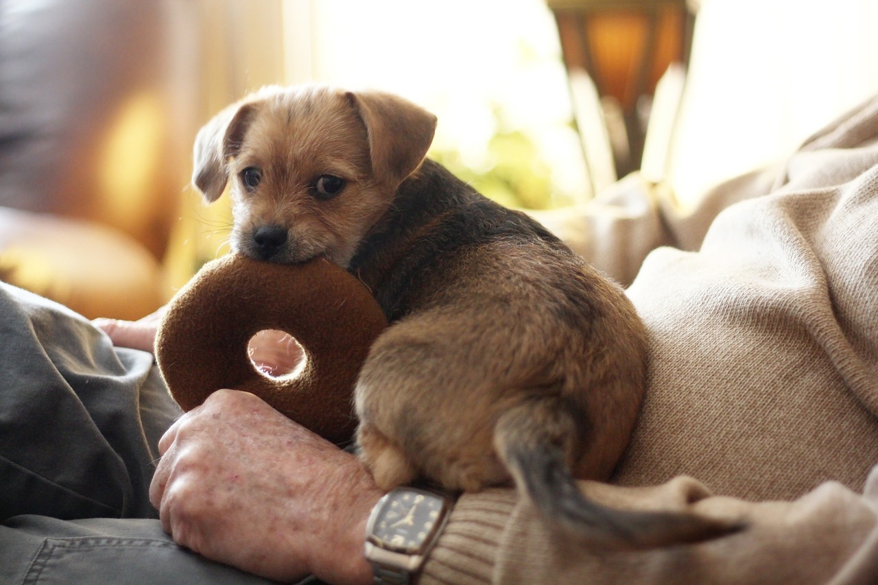 Terrier Dog Chew Toy