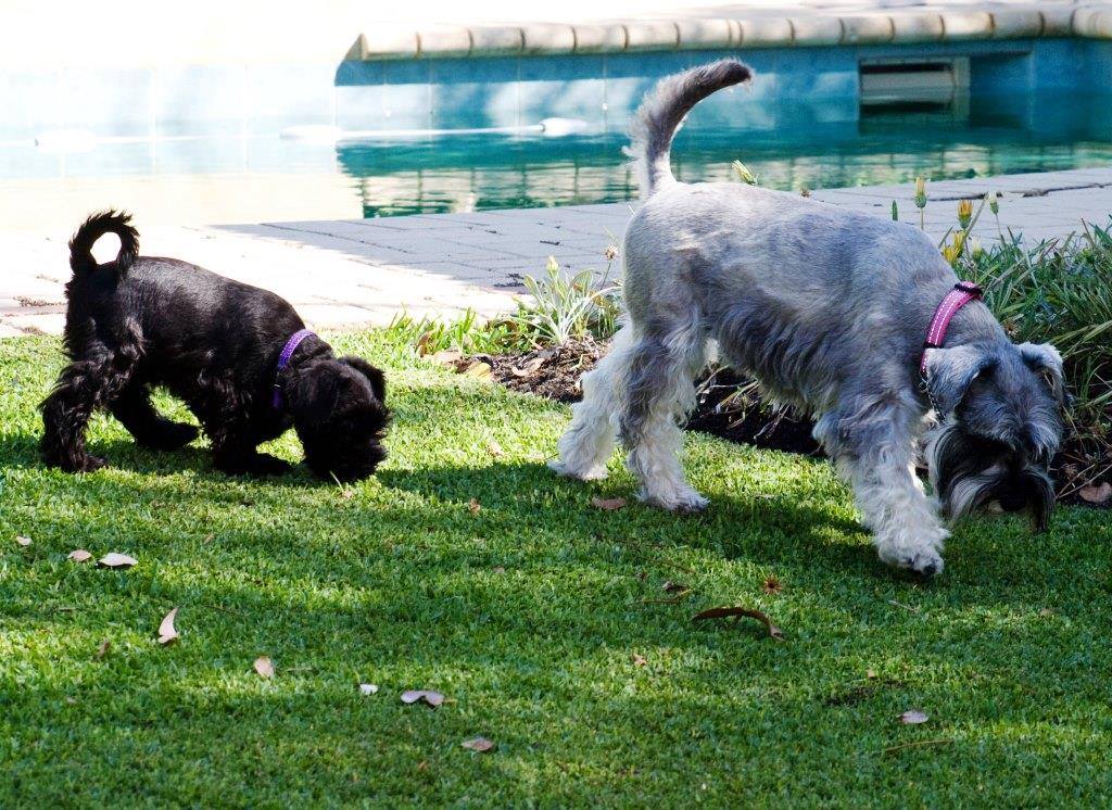 Rudi and Lucy, from a past litter