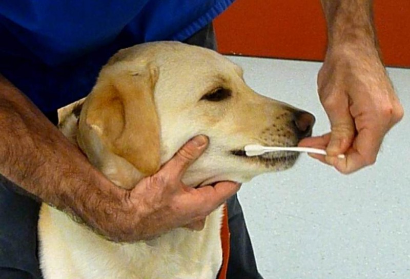 Swab taken from a dog for a DNA screening.