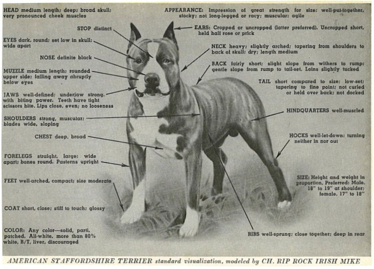 American Staffordshire Terrier Standard Modeled by CH. RIP ROCK
