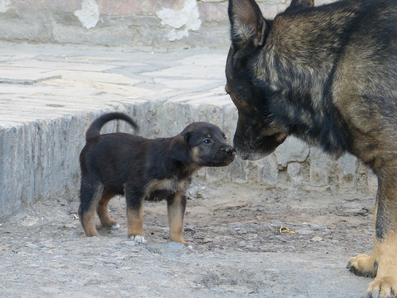 German Shepherd Mother With Puppy