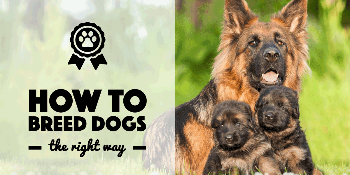 essay on breeding dogs