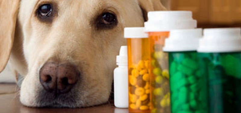 10 best dog health supplements — for overall dog health
