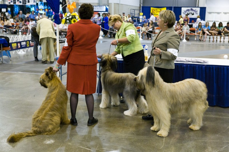 Briard Dog Show