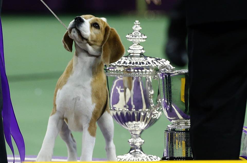 Miss P Westminster Kennel Club Dog Show 2015