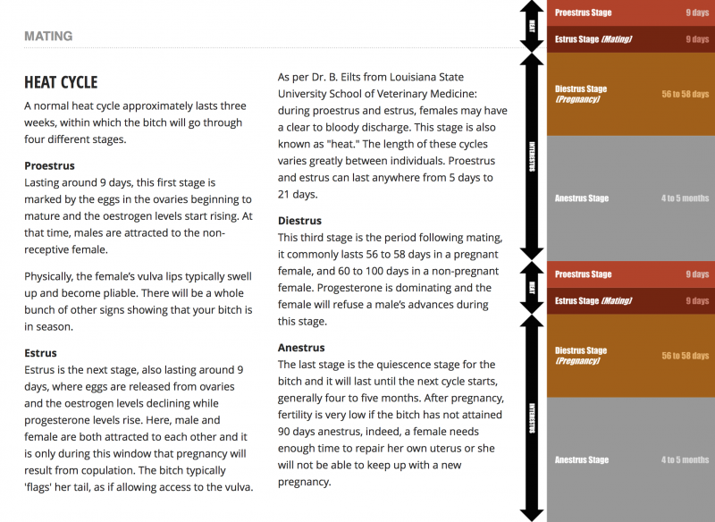 dog heat cycle timeline