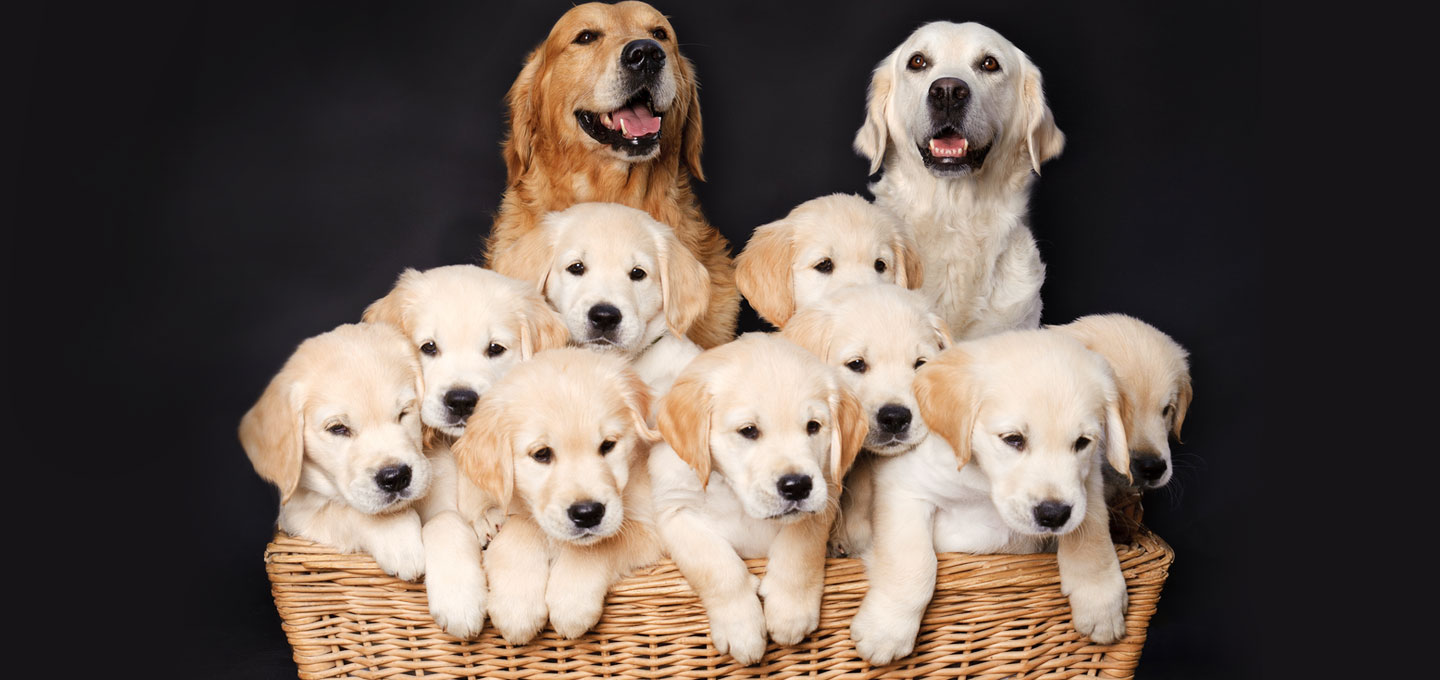 genetics-parents-filiation-environment-in-dog-breeding