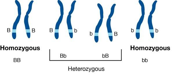 homogeneous genome