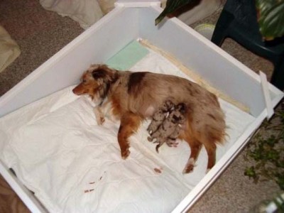 A Rest for Mom, Dinner for her Whelps