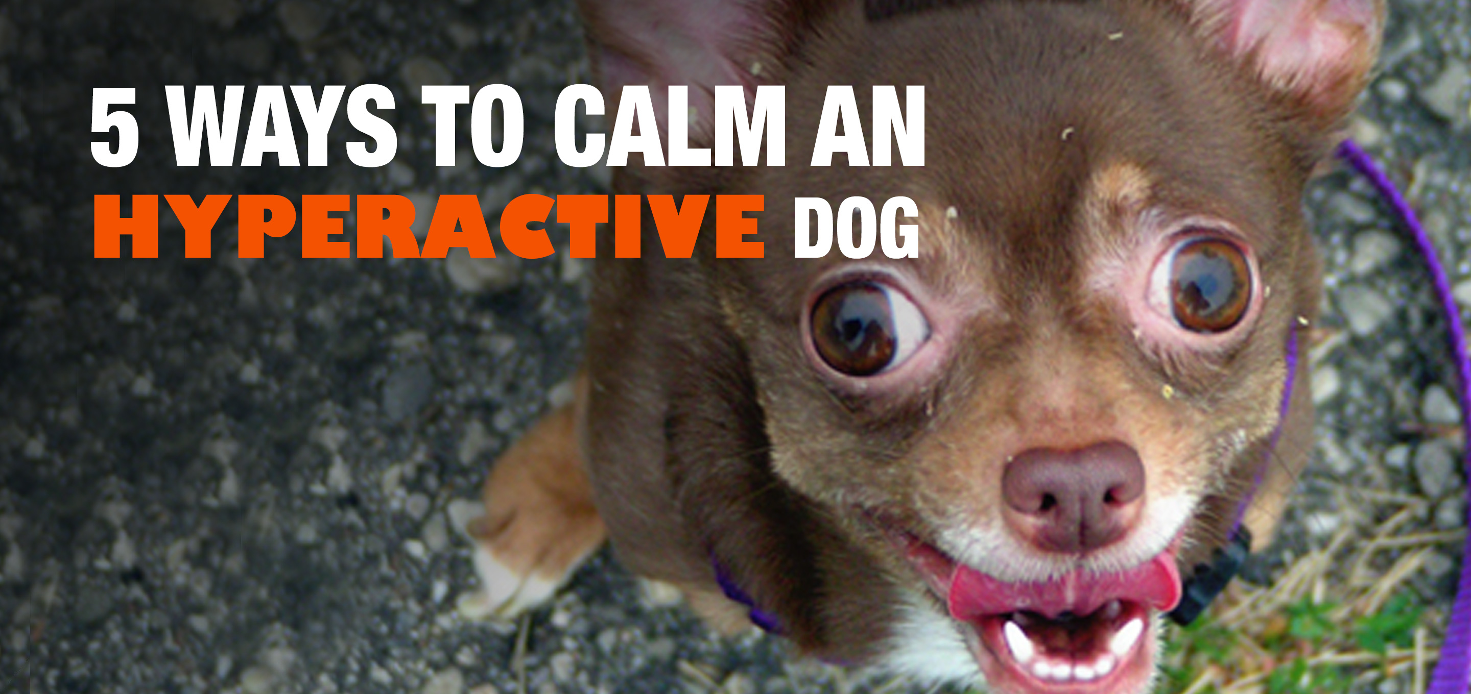 5 Ways To Calm An Hyperactive Dog And They Do Work 