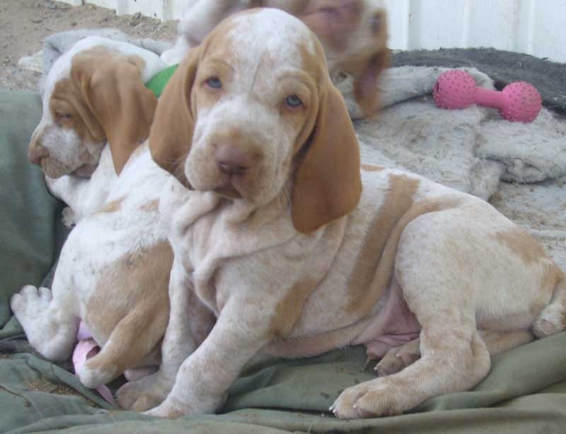 italian bracco puppies for sale