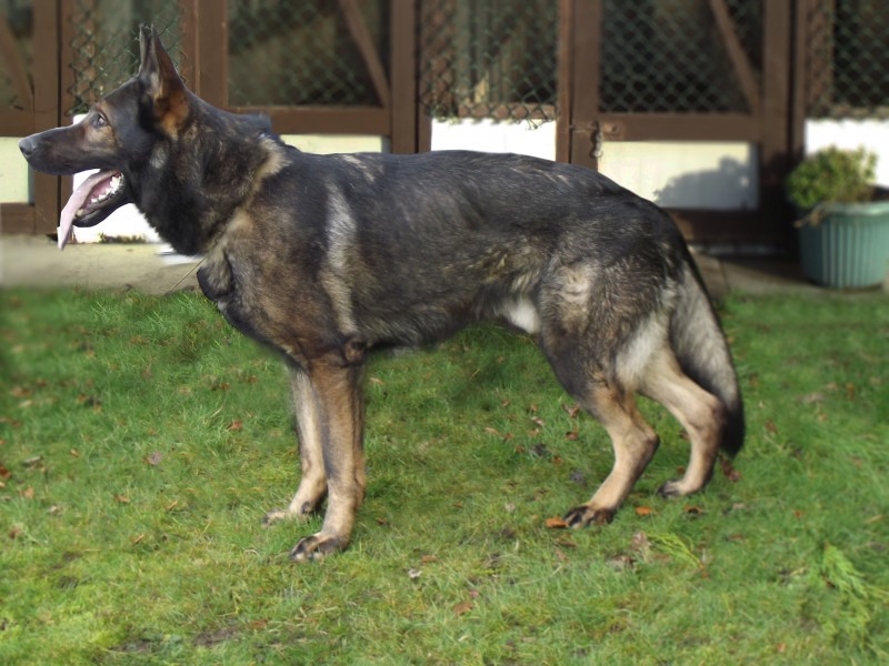 Czech German Shepherd