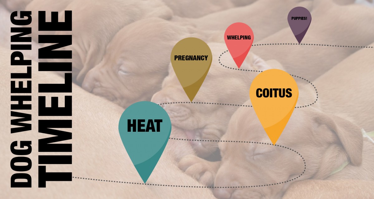 Dog Whelping Timeline