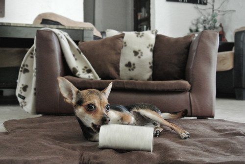 Fantasy Furniture Deluxe Orthopedic Memory Foam Dog Bed Set