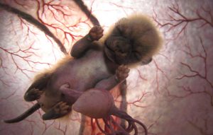 Dog In the Womb