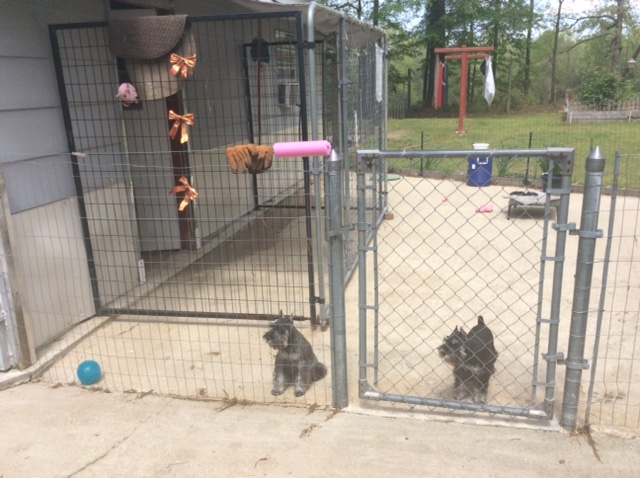 The Kennel's grooming room entrance
