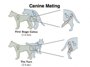 dogs mating cycle
