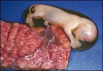 Dog Placenta Source of Nourishment for the Puppy