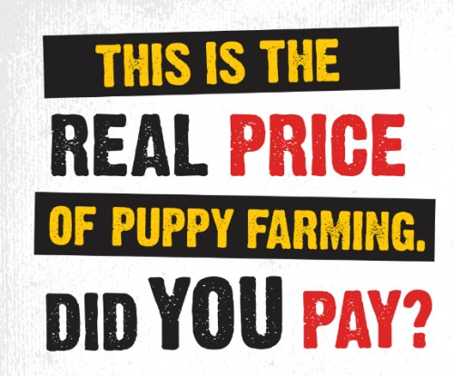USPCA campaign against puppy farming