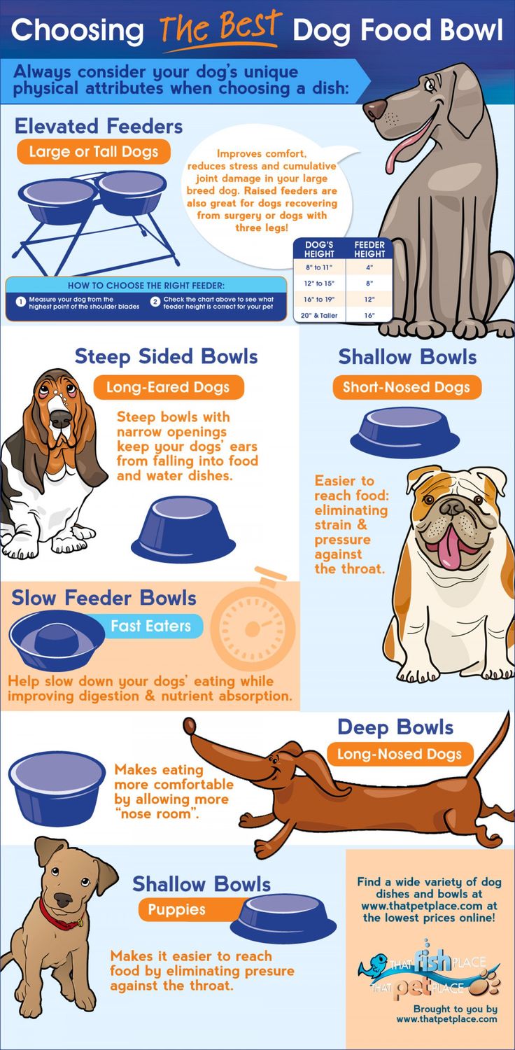 Choose a Suitable Dog Food Bowl