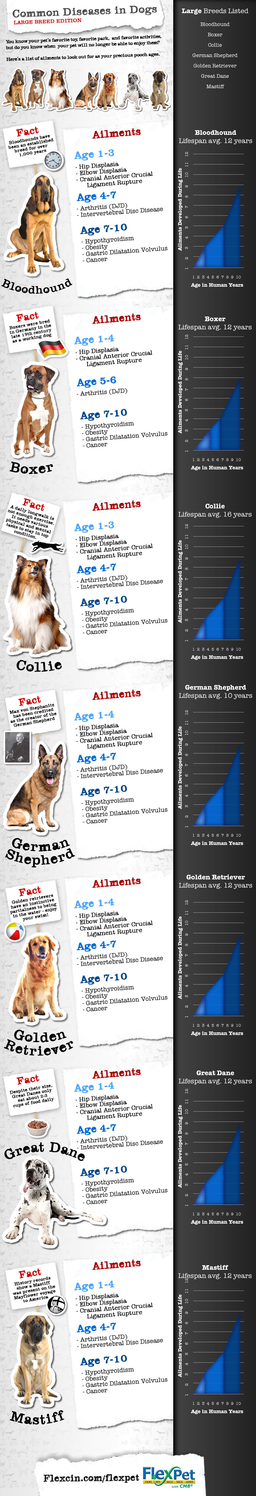 14-best-dog-health-safety-infographics-ever-made