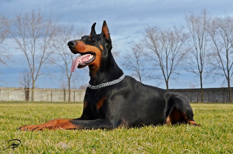 A beautiful, well-trained, Doberman Pinscher.