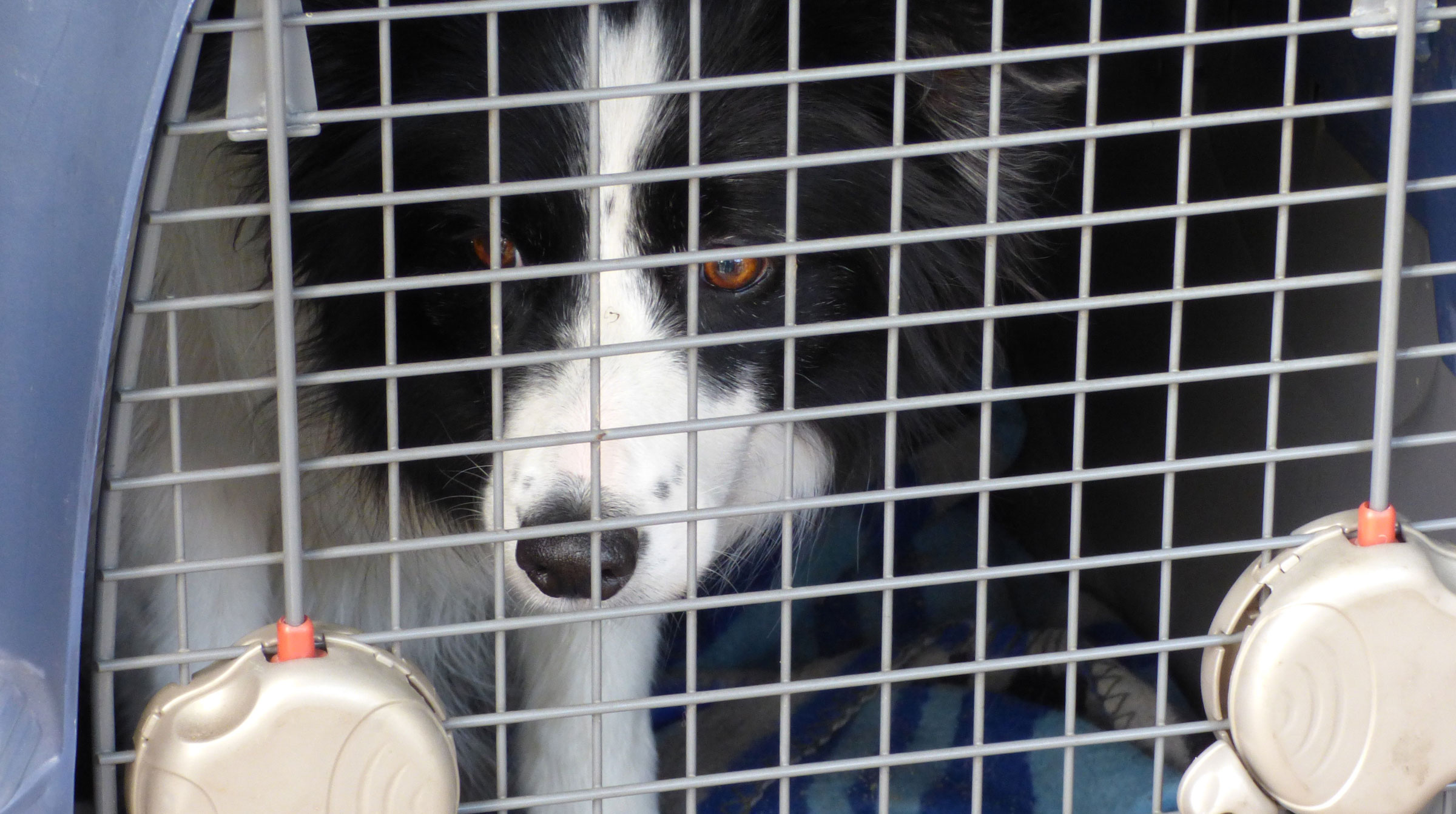 5 Best Anti Dog Theft Systems to Prevent Stolen Dogs