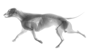 Dog X-Ray