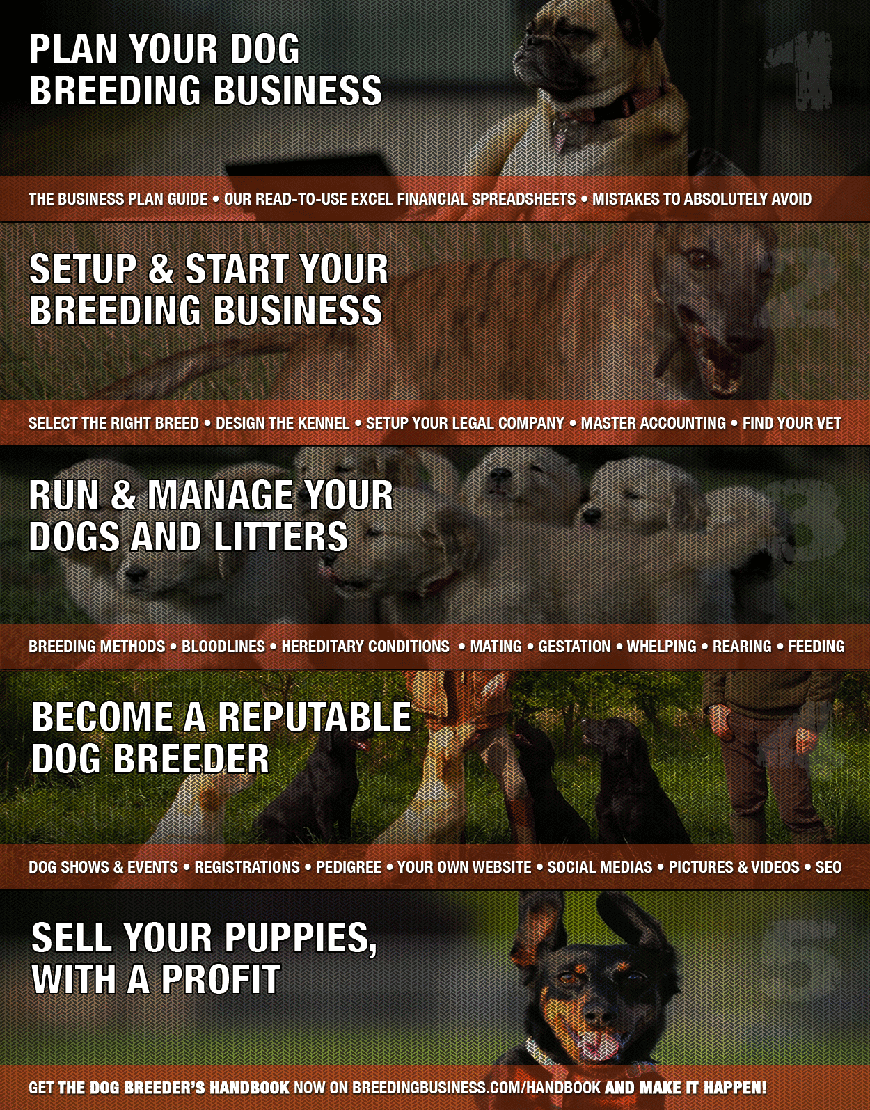 11+ Tips For Beginners Starting In Dog Breeding