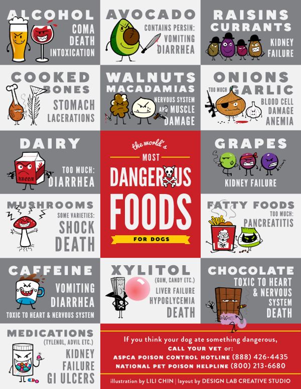 dangerous dog food brands