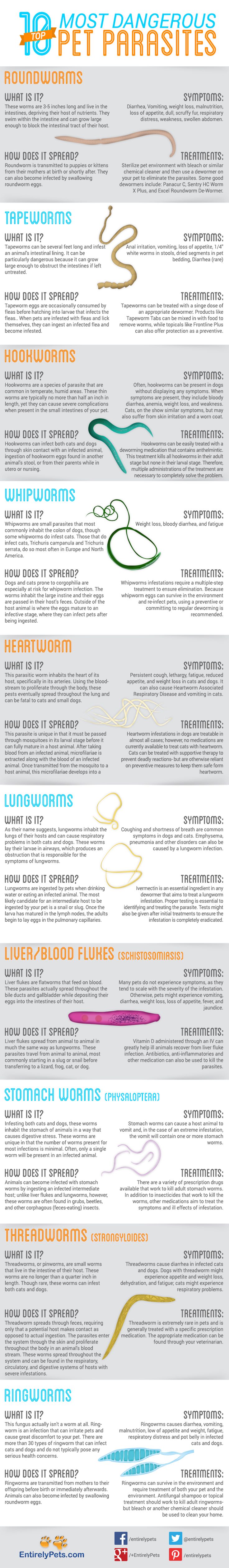 Top 10 Most Dangerous Internal Dog Parasites