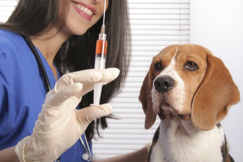 Vet Dog Vaccination