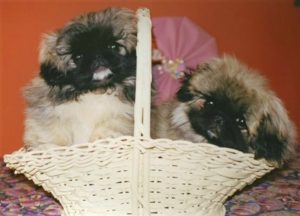 Pekingese puppies from Castlerigg