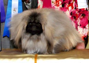 Ch. Castlerigg Bud Light winning at a PCA specialty in May, 2010