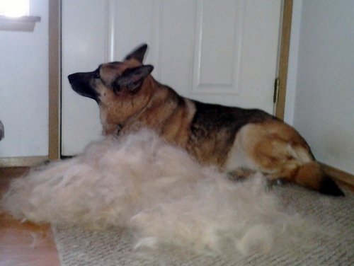 FURMINATOR EXAMPLE LOOSE HAIR