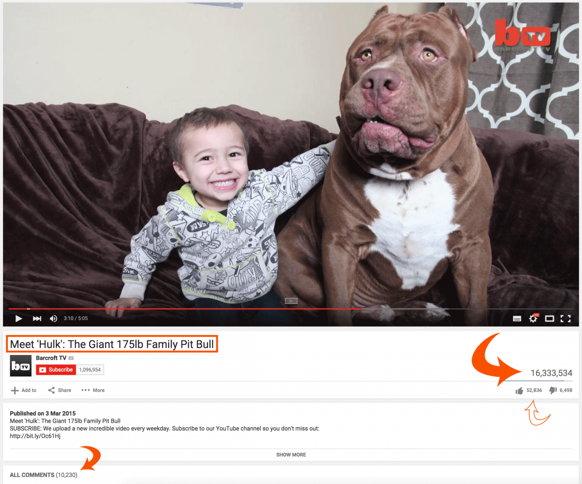 Hulk Video Youtube Pitbull