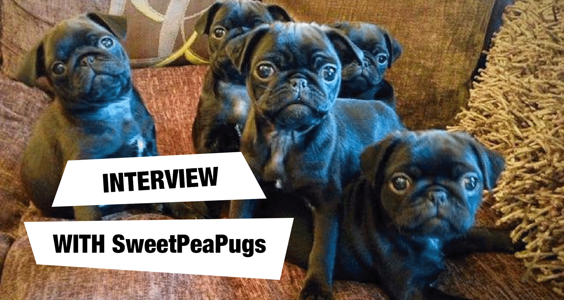 Interview Nikita from SweetPea Pugs, a modern dog breeder
