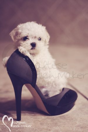Micro Maltese Dog Breeder Heels