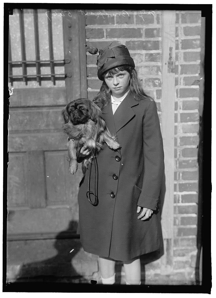Old picture of a pekingese (1915)