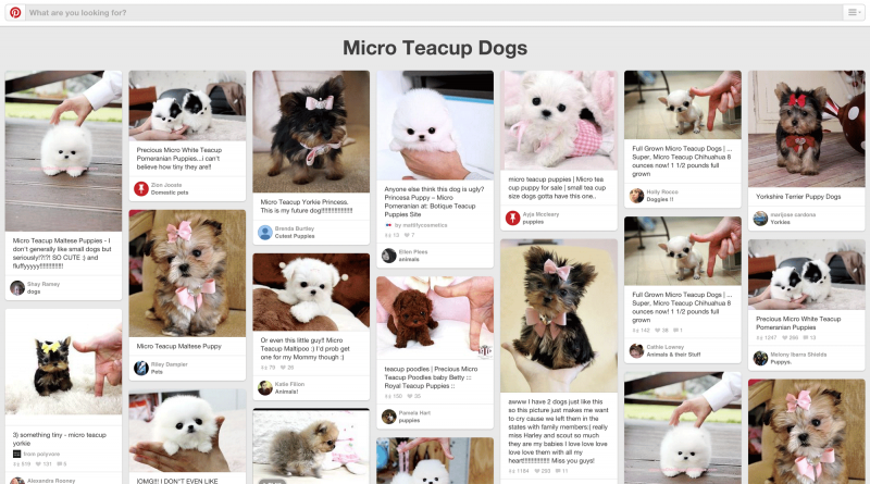 Pinterest Board Teacup Micro Dogs