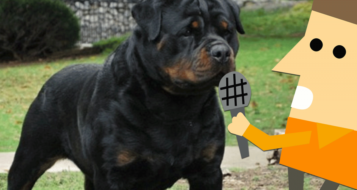 Von Ruelmann Rottweilers Prices 2025