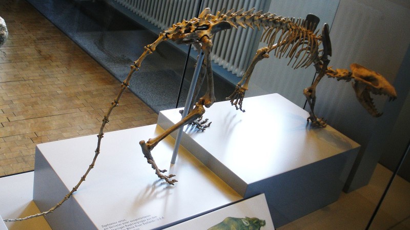 Daphoenus vetus