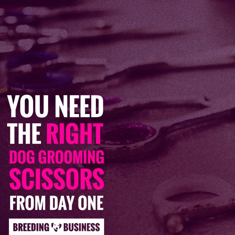 dog grooming scissors