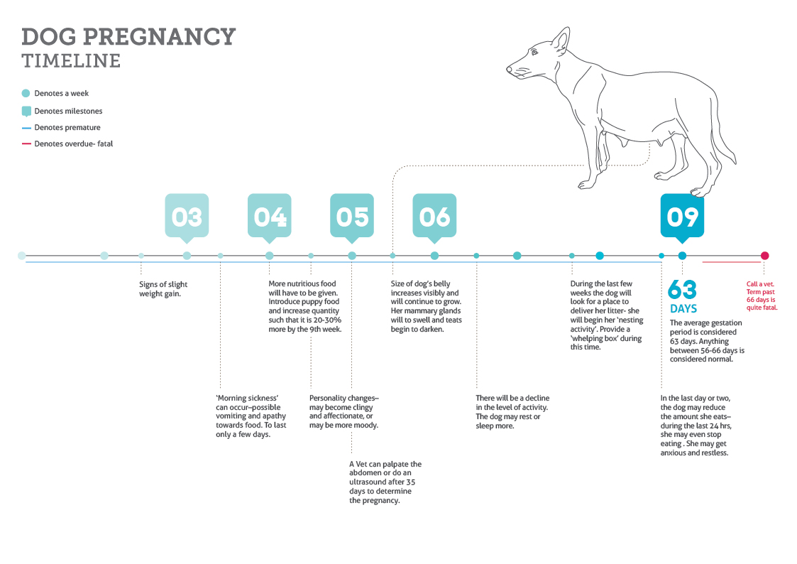 signs of first season in puppy