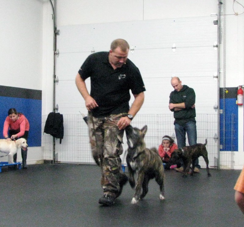 duke ferguson dog trainer